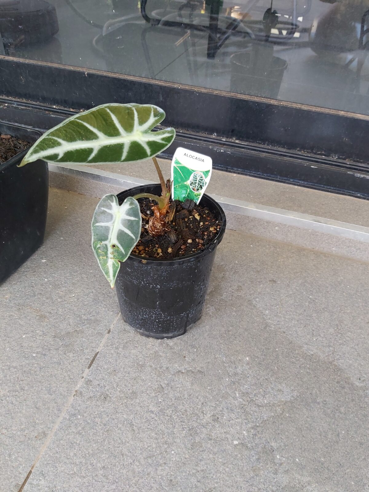 alocasia with two leaves